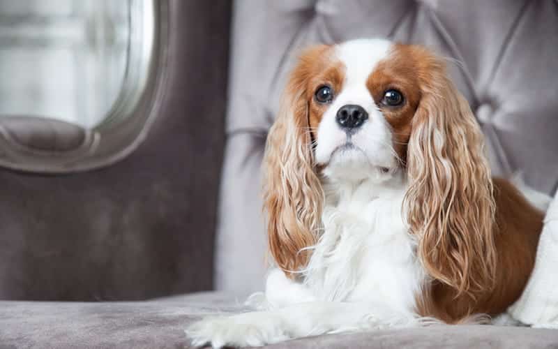 The history of King Charles Spaniel