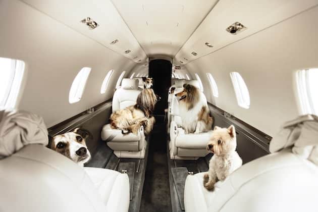 dogs-on-plane1
