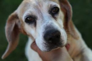 how old is the oldest beagle dog