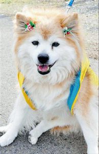 pusuke-oldest-dogs-asia